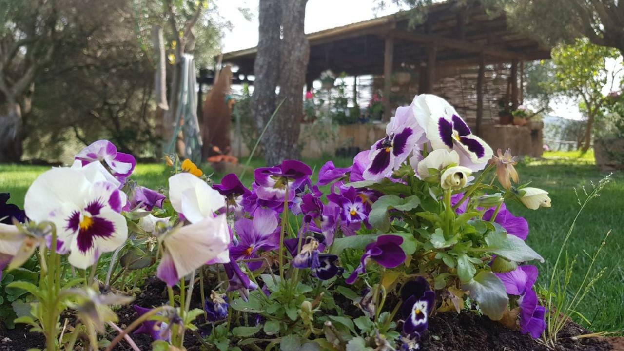Agriturismo Sa E Padedda Mores Exteriér fotografie